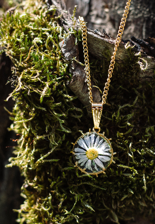Barbed Daisy Flowercharm